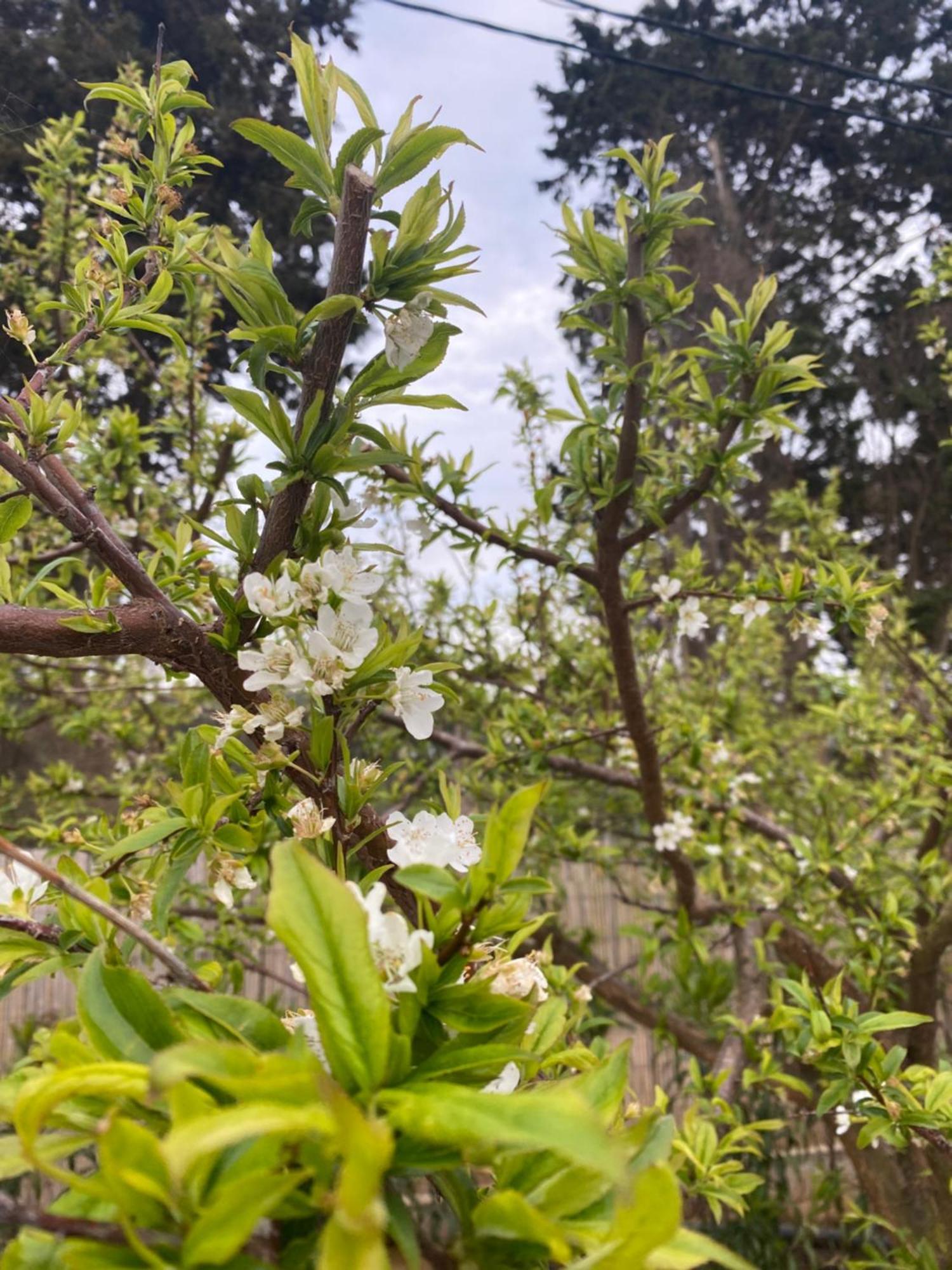 Theluxuryvillas Preveze Dış mekan fotoğraf